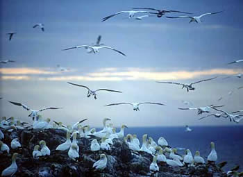 Gannets