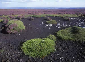 Deep peat
