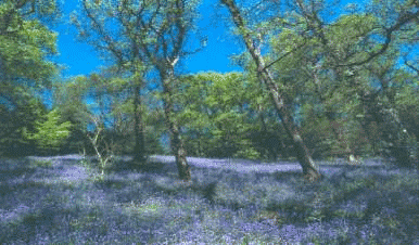 Bluebells