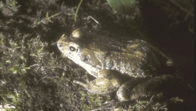 Frog / Broga