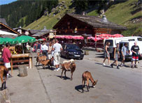 Walking through resorts in summer - Morzine - French alps