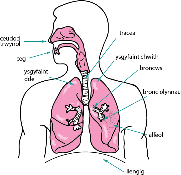 Respiratory system diagram